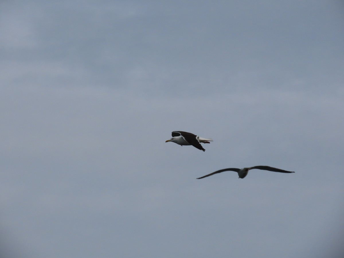 Lesser Black-backed Gull - ML516730071