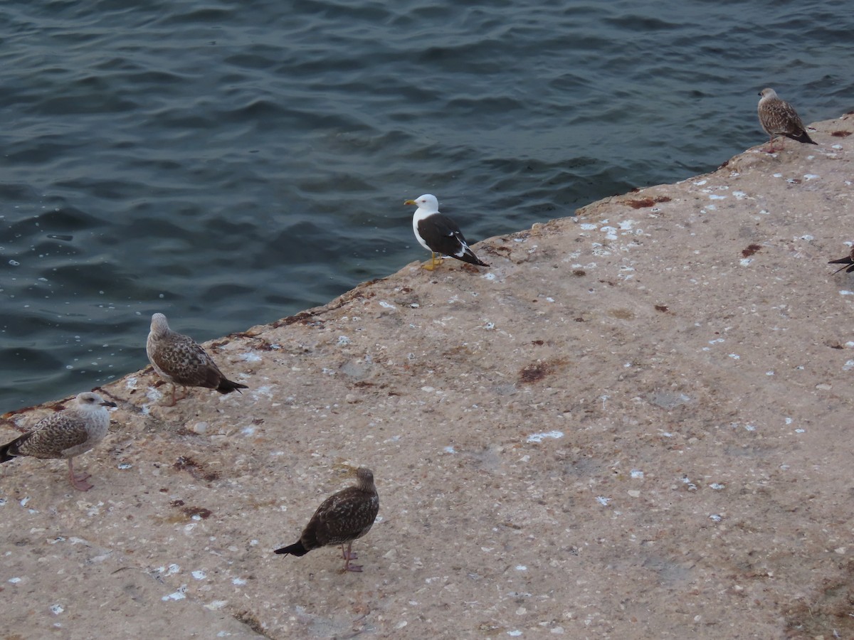 Lesser Black-backed Gull - ML516730081