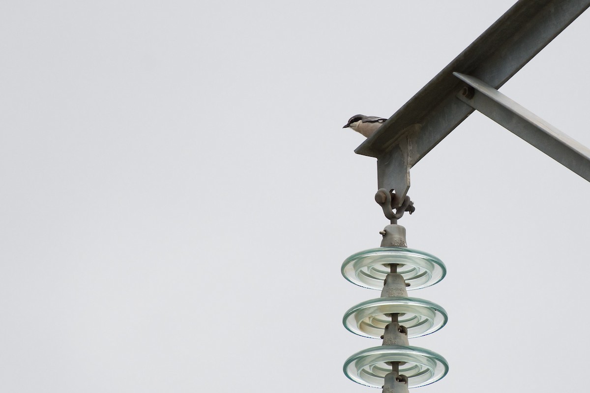 Iberian Gray Shrike - ML516731271