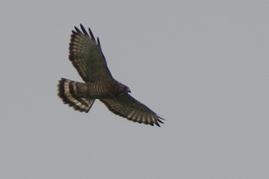 Broad-winged Hawk - ML516732541