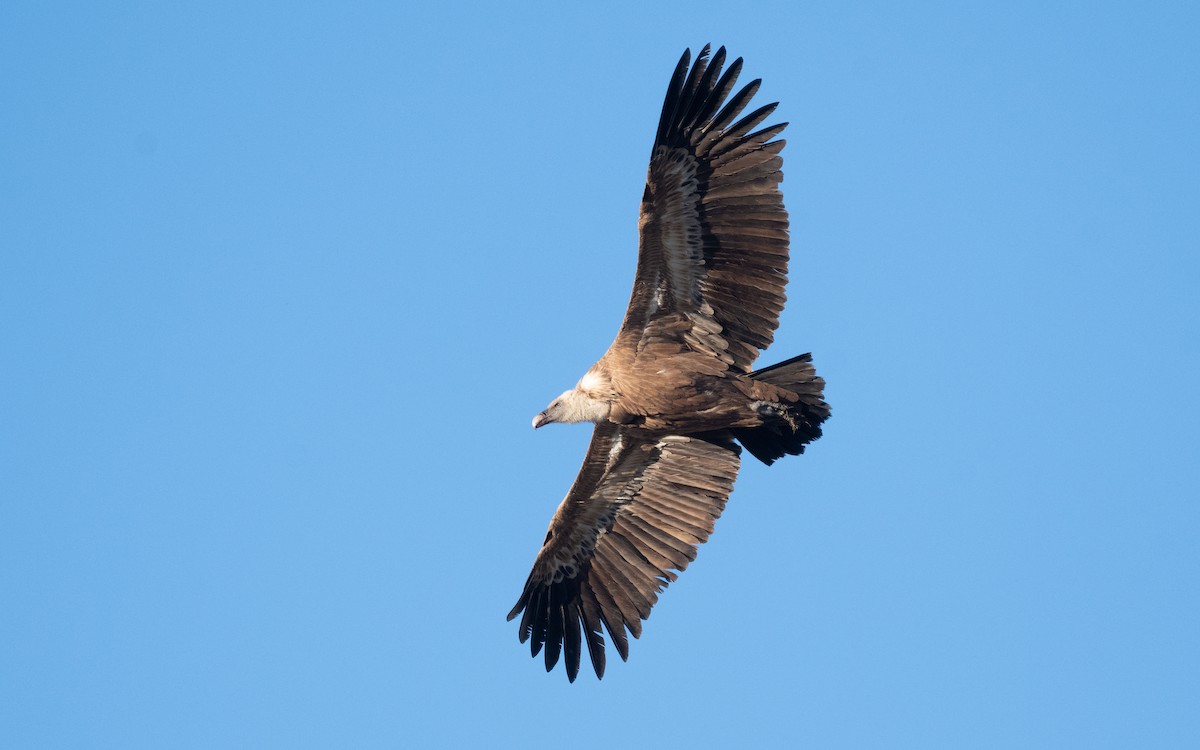 Eurasian Griffon - ML516735011