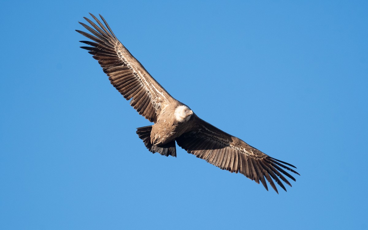 Eurasian Griffon - ML516735021