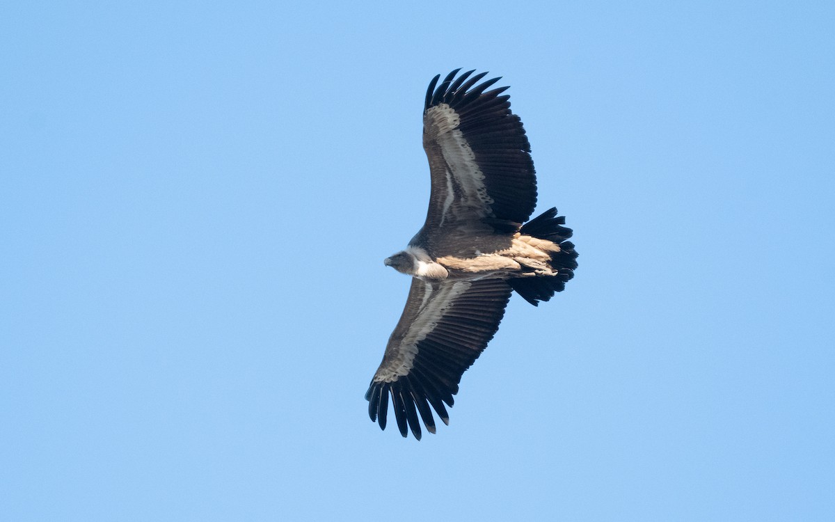 Eurasian Griffon - ML516735031