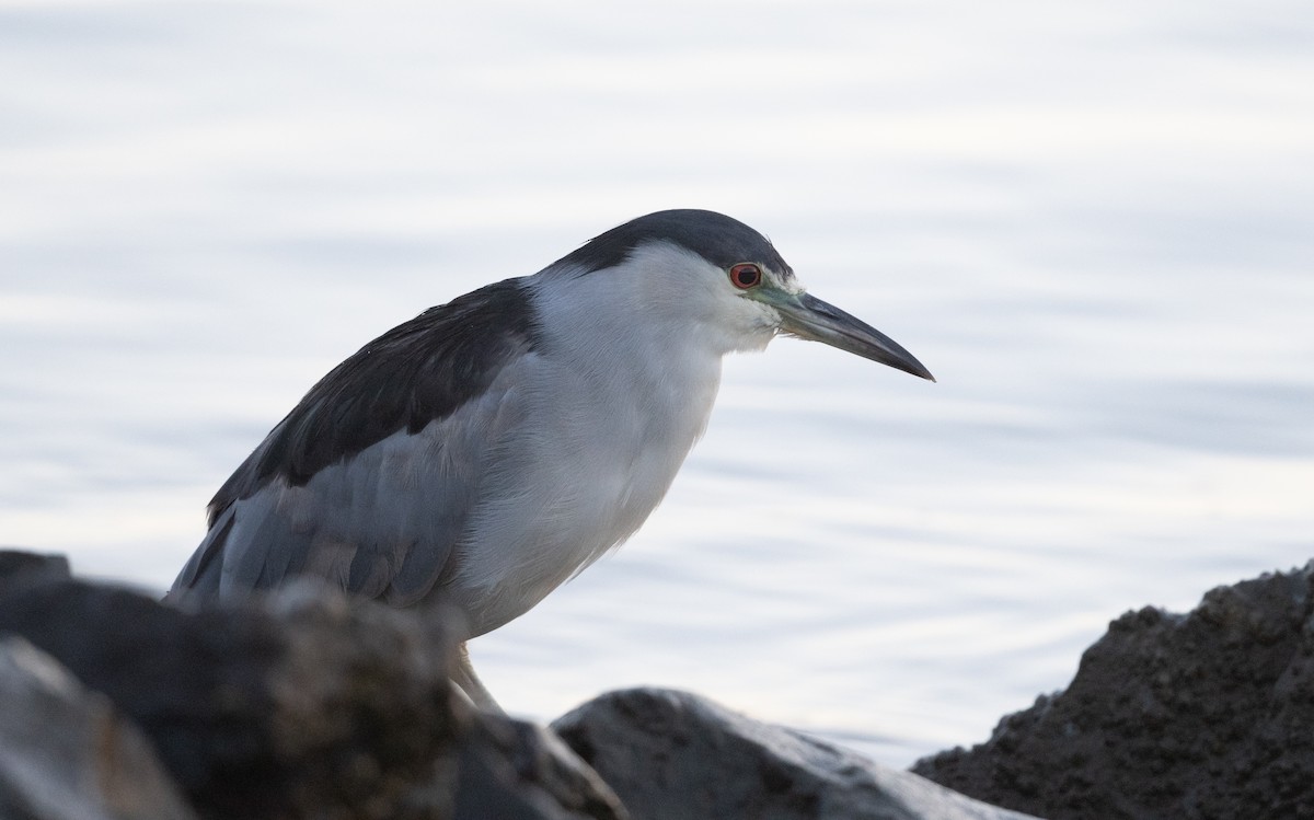 Black-crowned Night Heron - Simon Boivin