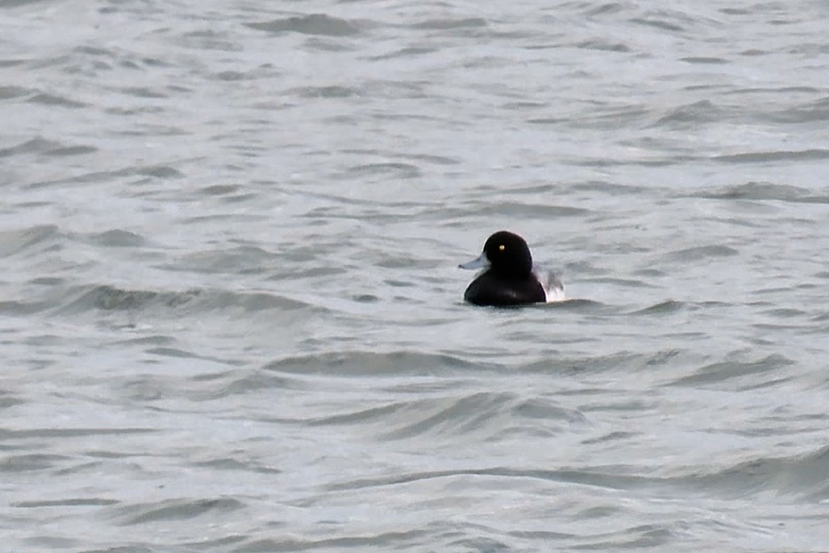 Greater Scaup - ML516735571