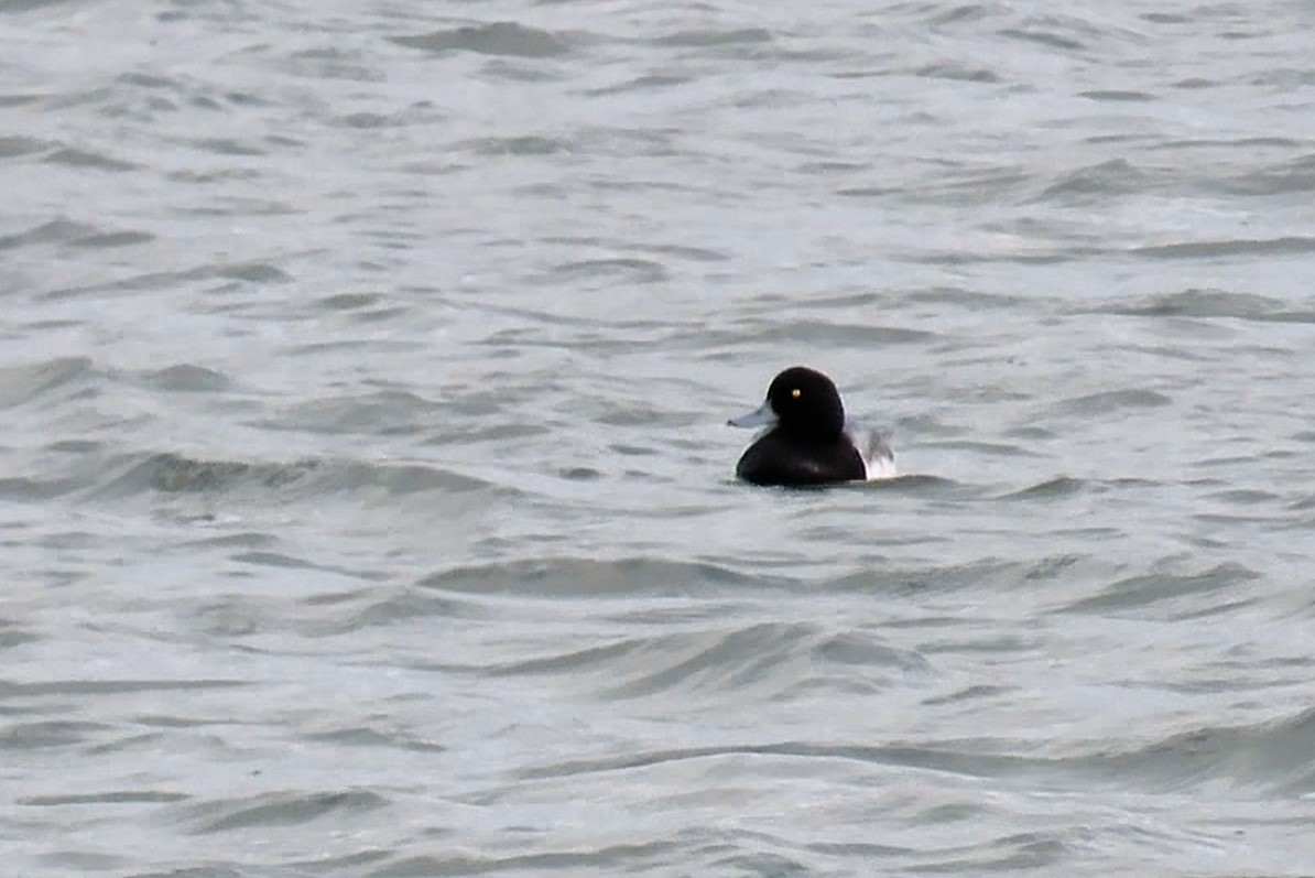 Greater Scaup - Martin Mau