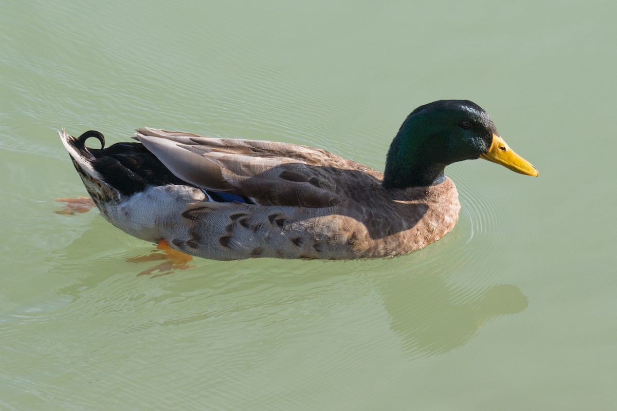 Canard colvert (forme domestique) - ML516735591