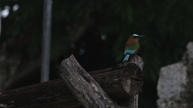 Turquoise-browed Motmot - ML516737