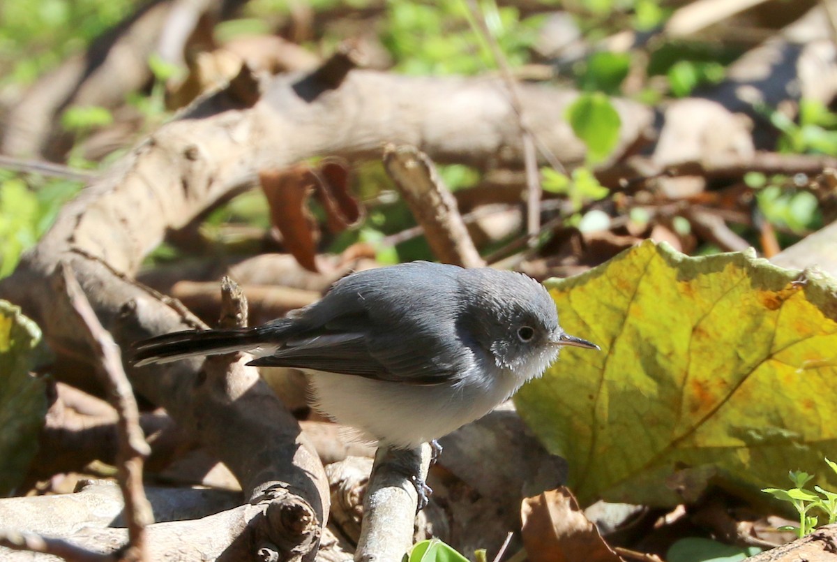 Blue-gray Gnatcatcher - Mike Fung