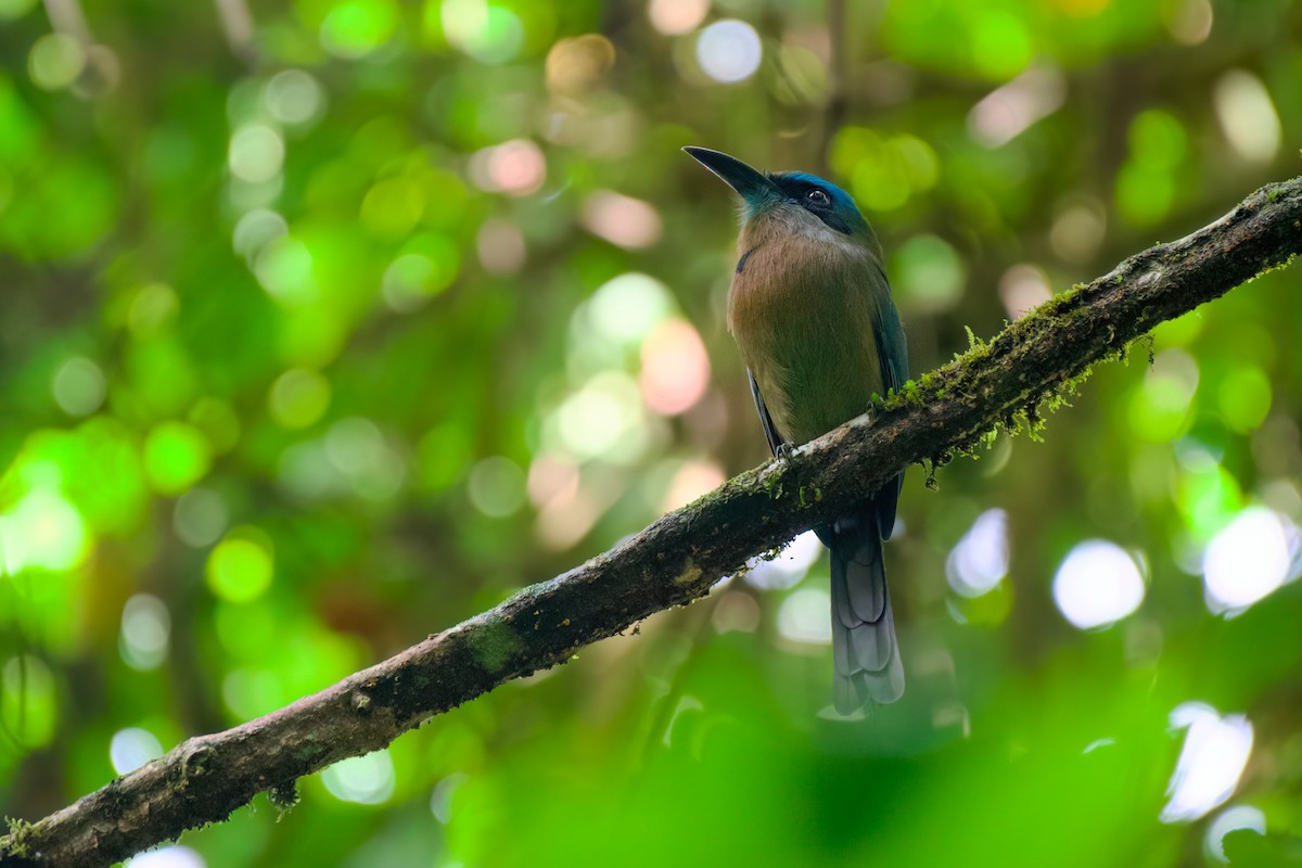 Keel-billed Motmot - Katie Warner