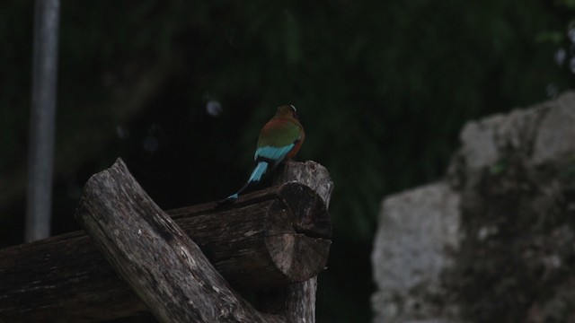 Turquoise-browed Motmot - ML516738