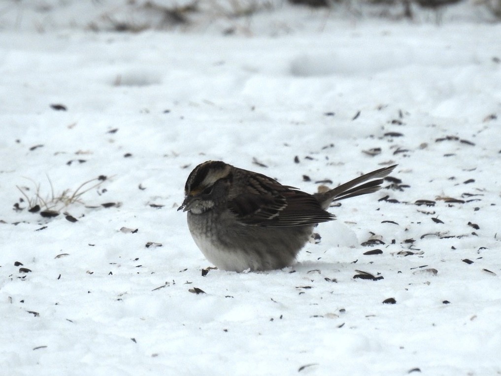 White-throated Sparrow - ML516738851