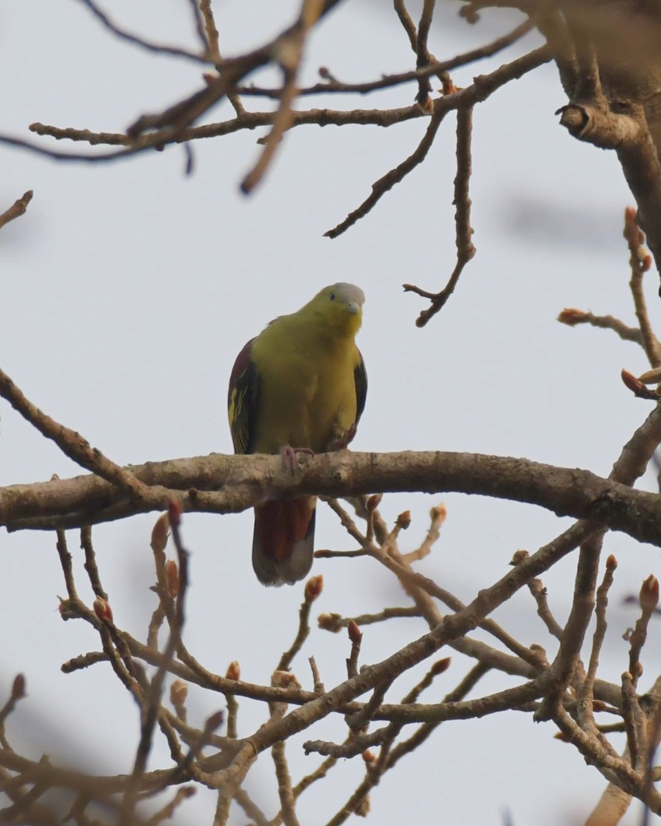 Gray-fronted Green-Pigeon - ML516740841