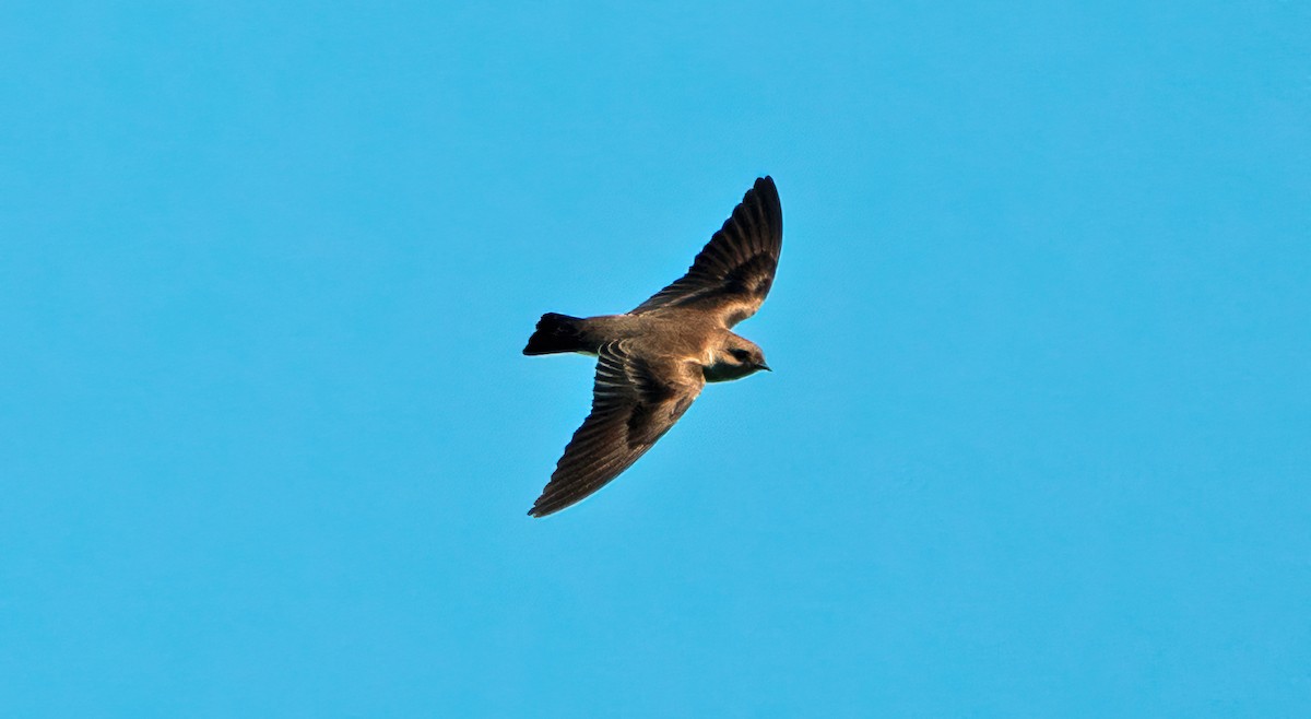Northern Rough-winged Swallow - ML516740931