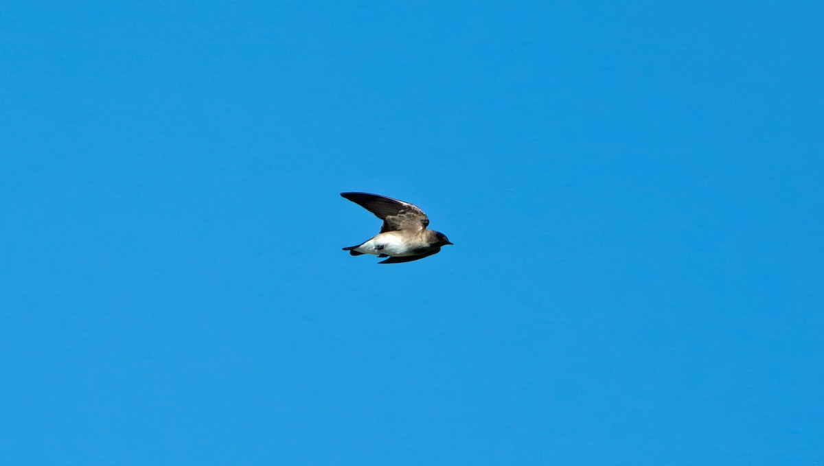 Northern Rough-winged Swallow - ML516740941