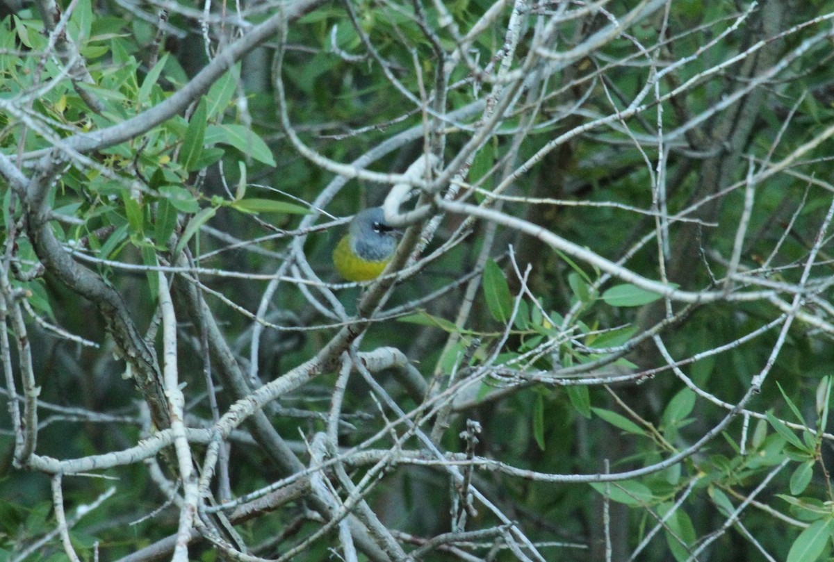 MacGillivray's Warbler - Kendall Watkins