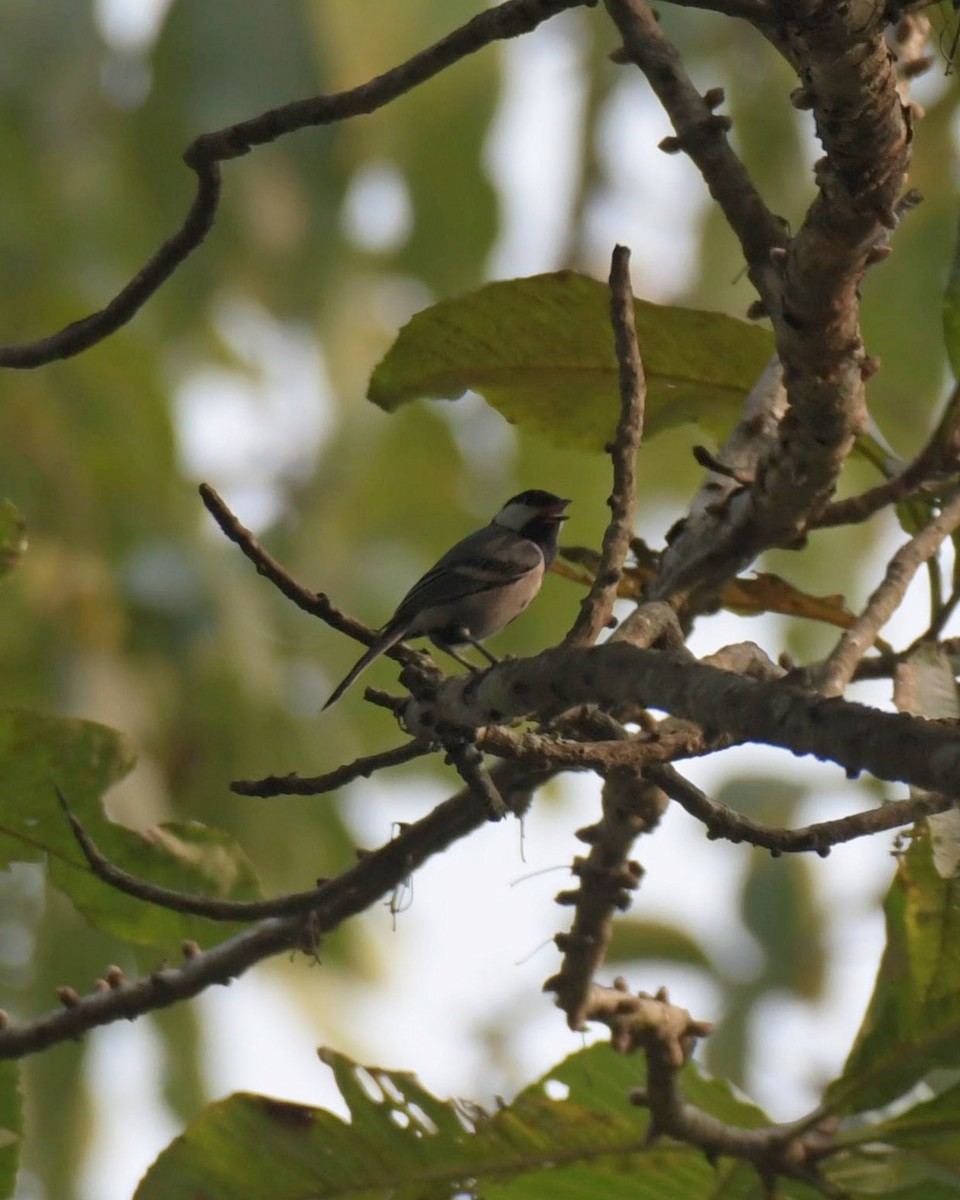 Cinereous Tit - ML516741471