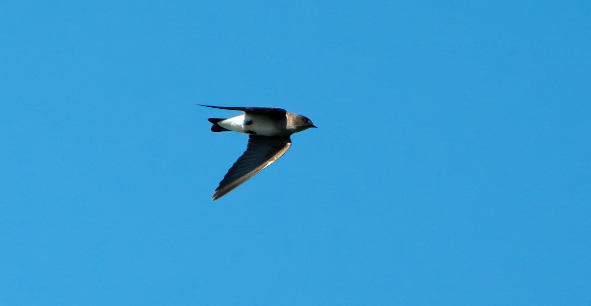 Northern Rough-winged Swallow - ML516741481