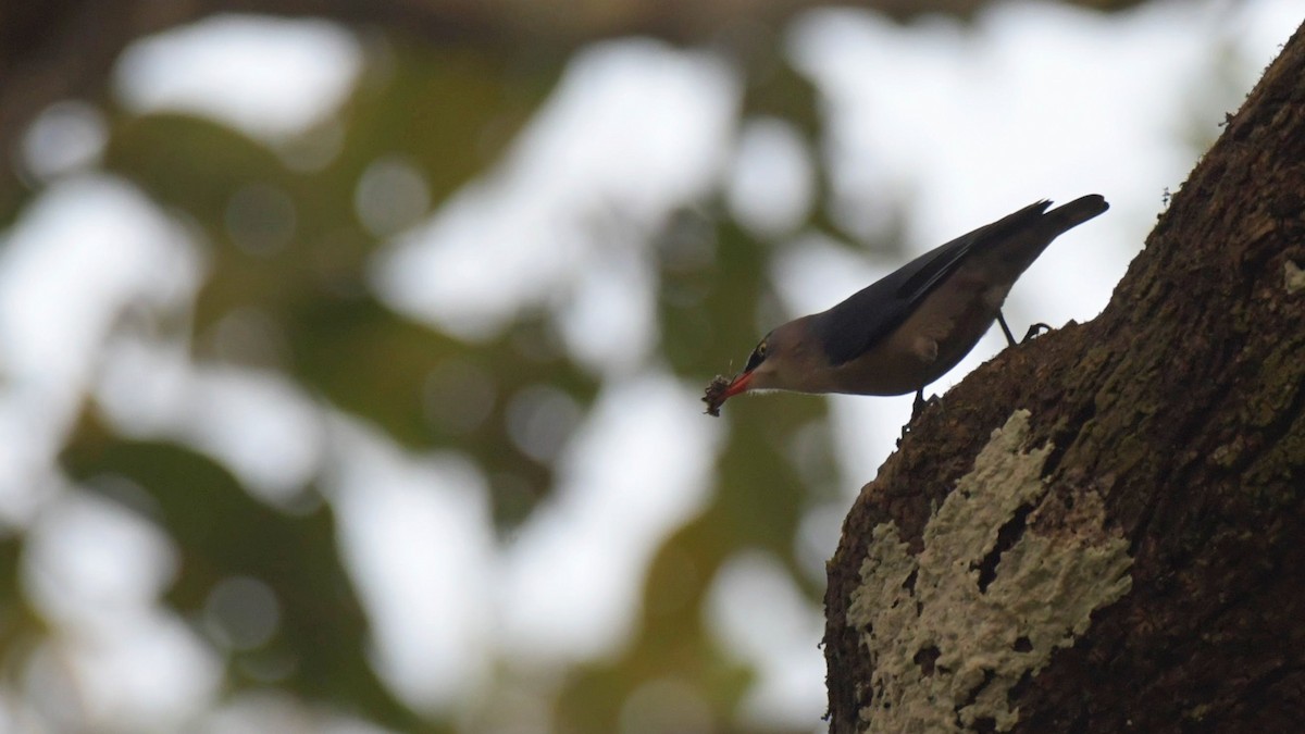 Velvet-fronted Nuthatch - ML516741571