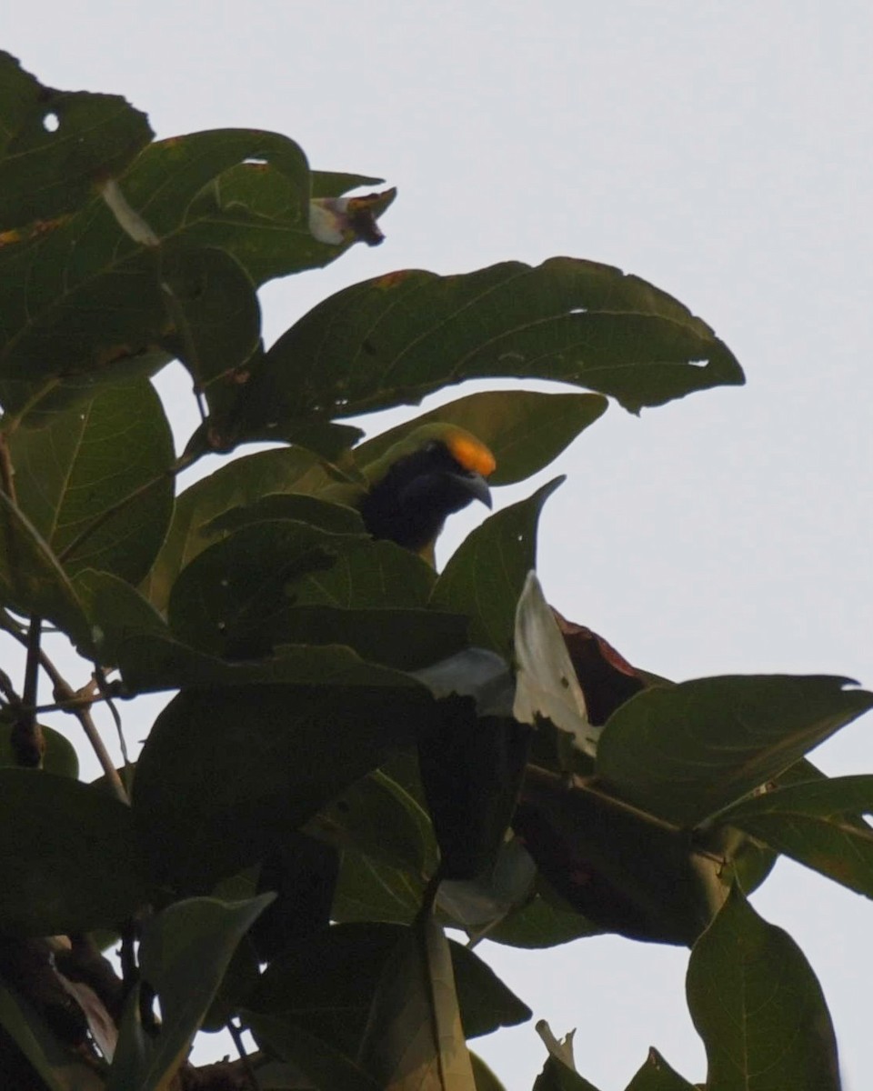 Golden-fronted Leafbird - ML516741731