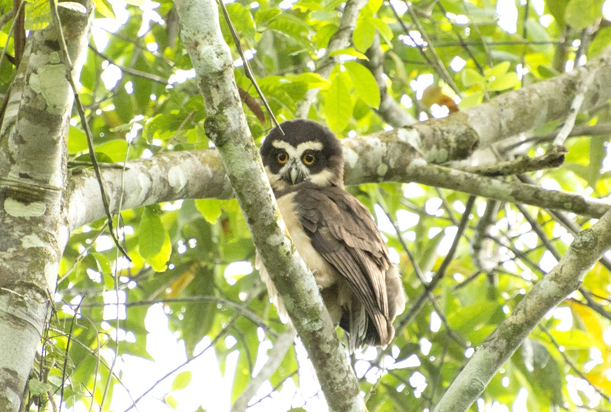 Spectacled Owl - ML516744531