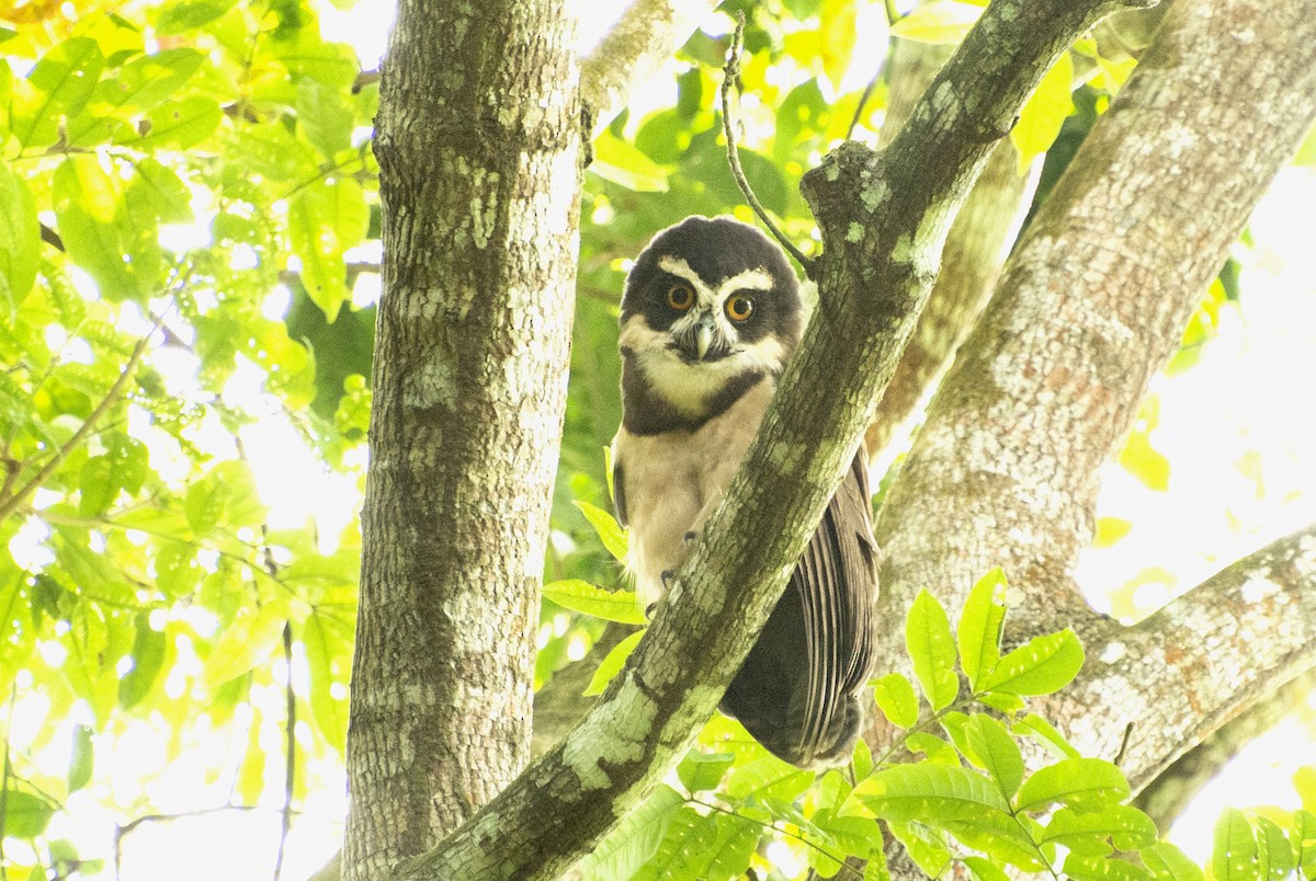 Spectacled Owl - ML516744541