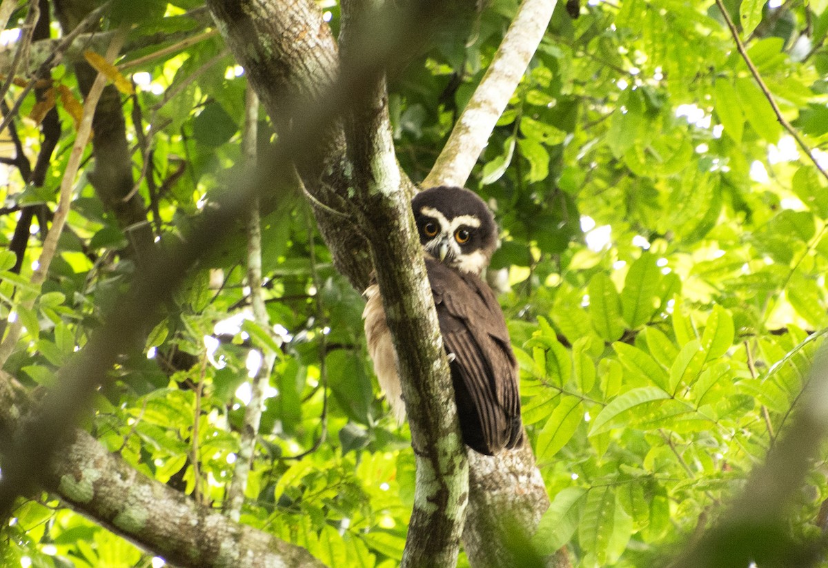 Spectacled Owl - ML516744551