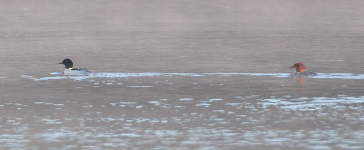 Common Merganser - Chip Davis