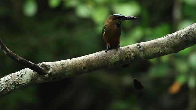 Turquoise-browed Motmot - ML516745