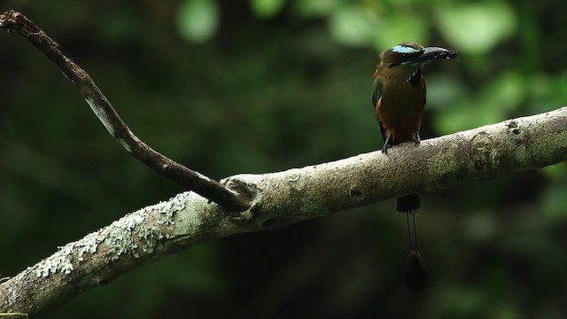 Turquoise-browed Motmot - ML516746