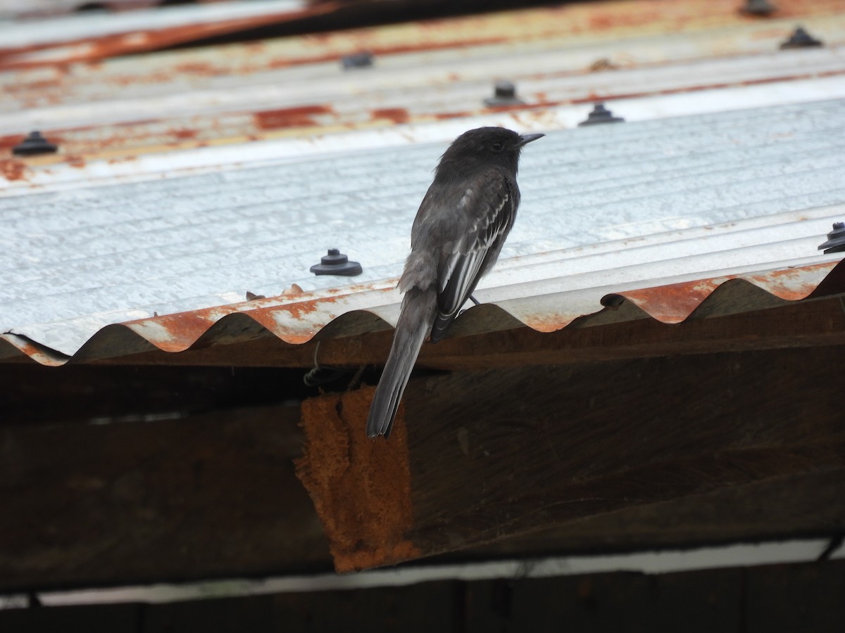 Black Phoebe - Jorge Alcalá