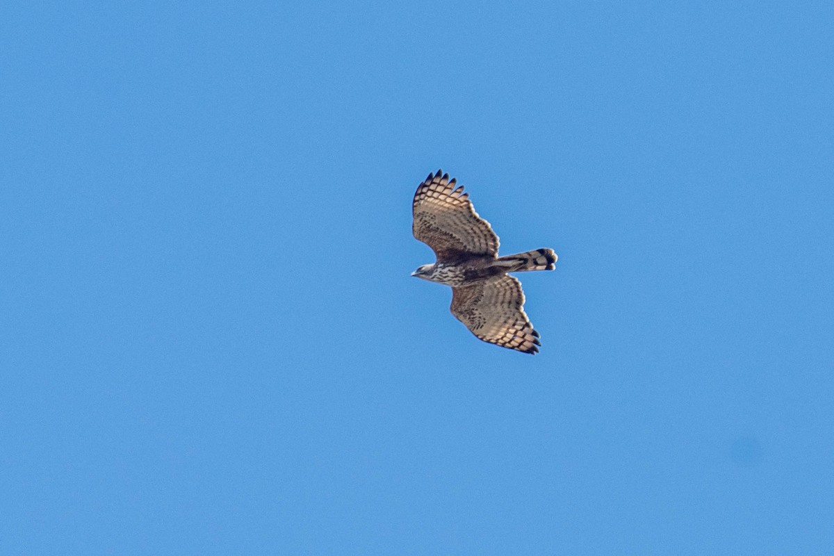 Águila Variable - ML516746311