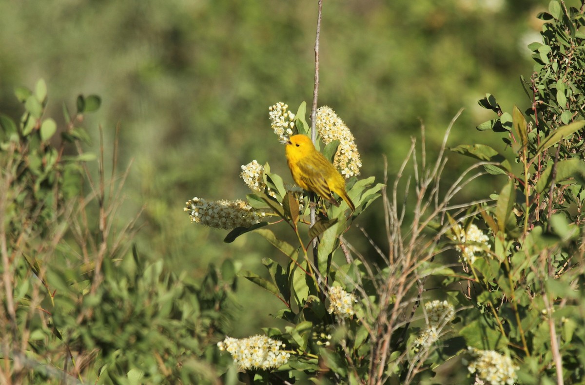 Yellow Warbler - Kendall Watkins