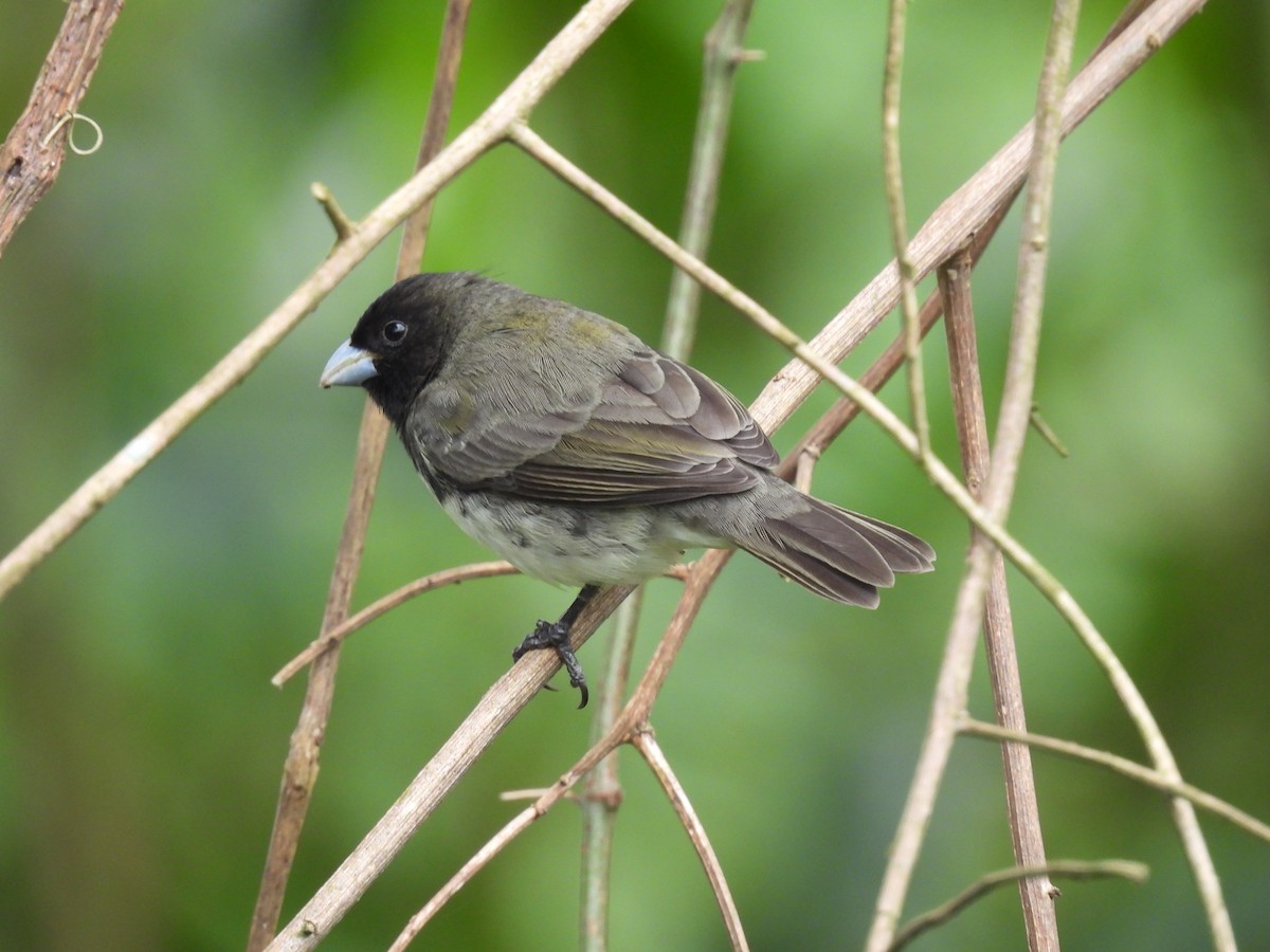 Yellow-bellied Seedeater - Jorge Alcalá
