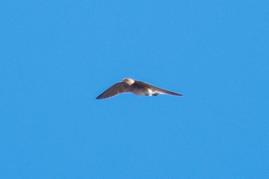 Streak-throated Swallow - ML516746841