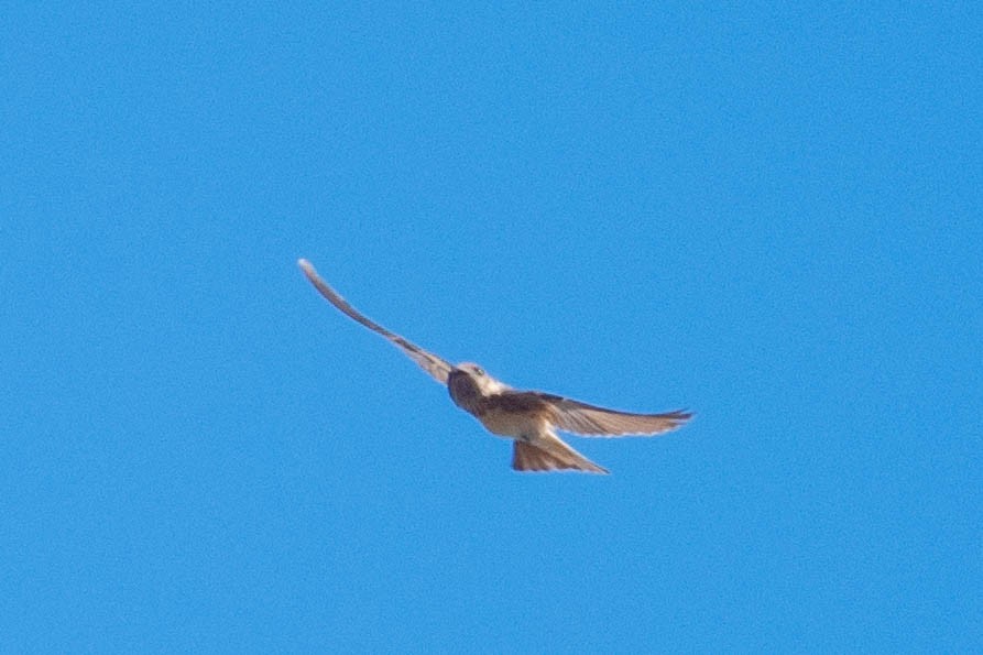 Streak-throated Swallow - ML516746851