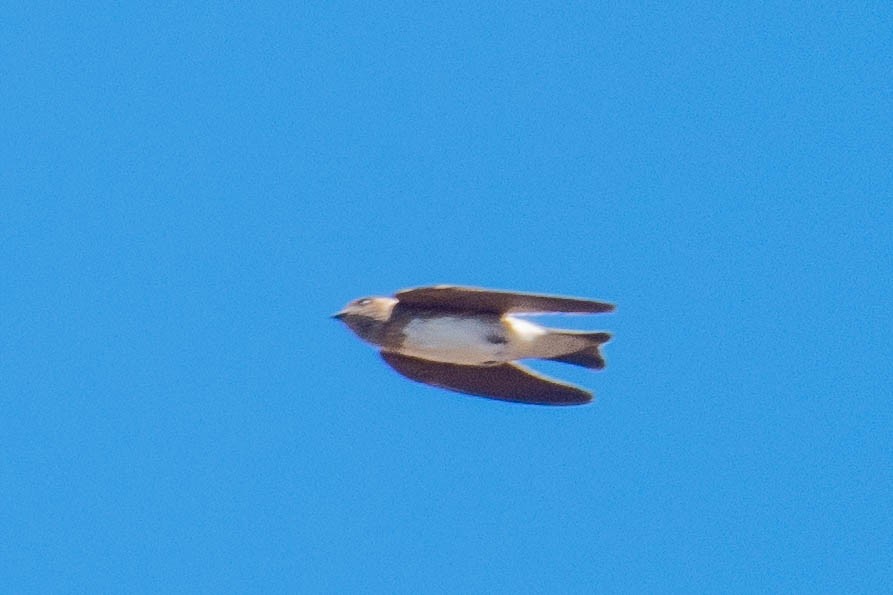 Streak-throated Swallow - ML516746861