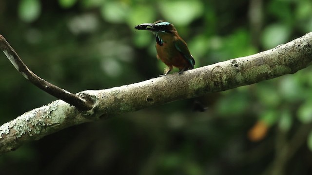 Turquoise-browed Motmot - ML516747