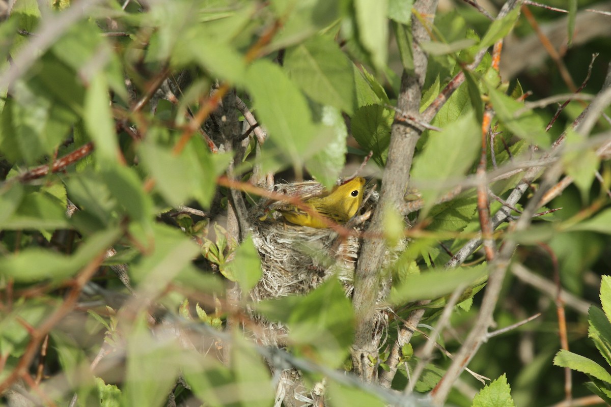 Yellow Warbler - Kendall Watkins