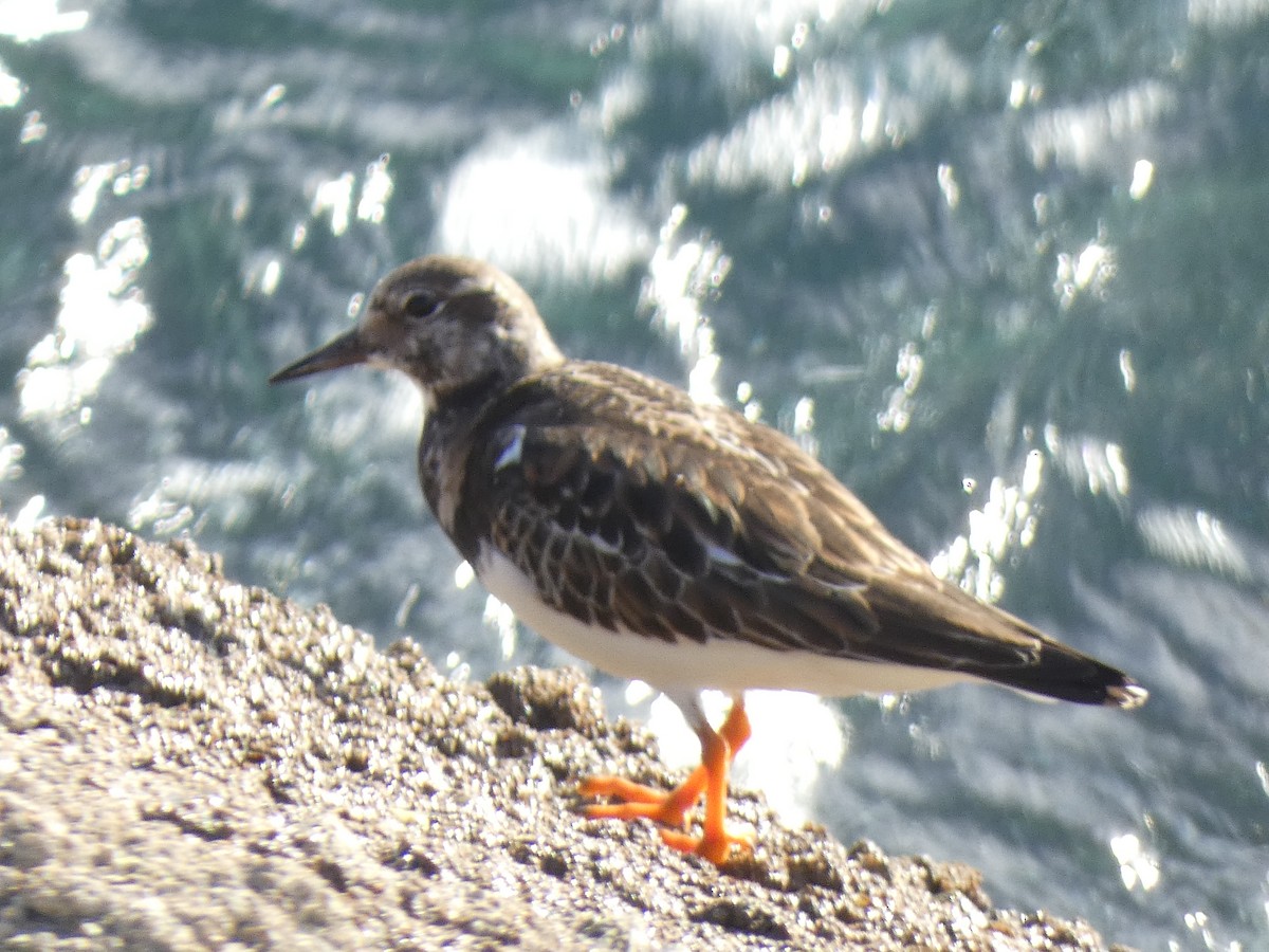 Алаг хайргач - ML516747191