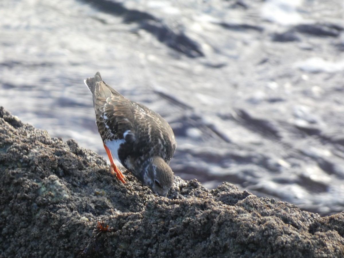 Алаг хайргач - ML516747201