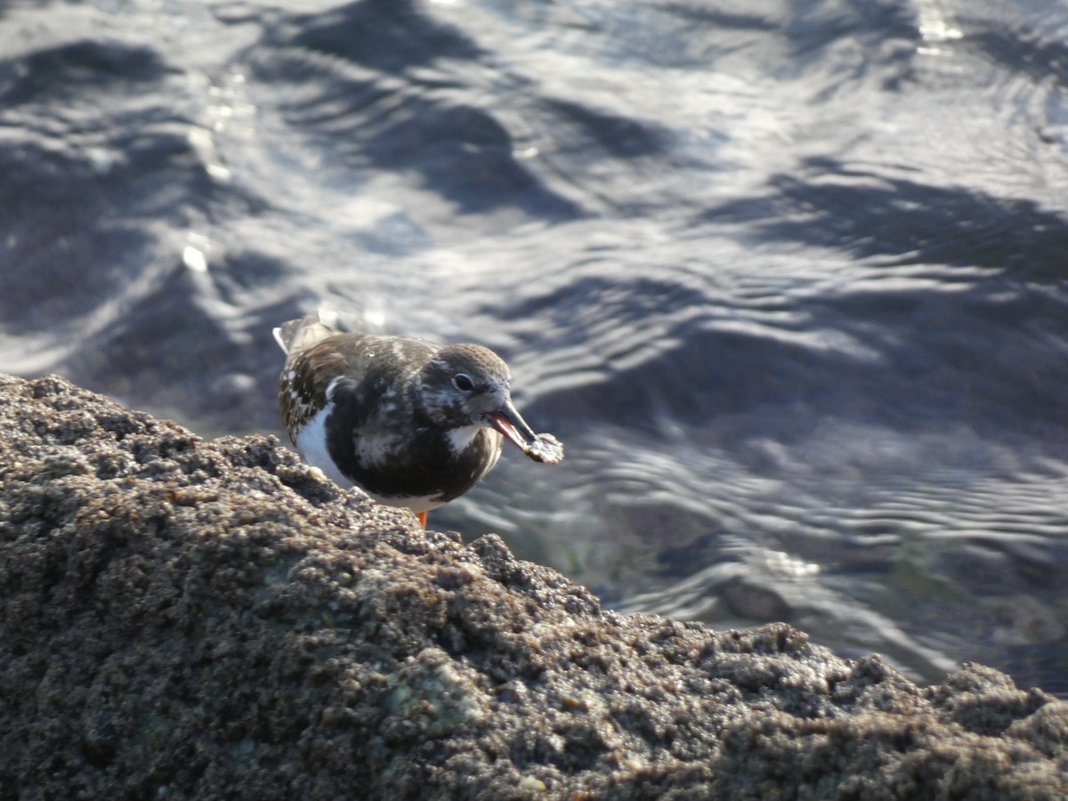 Алаг хайргач - ML516747211