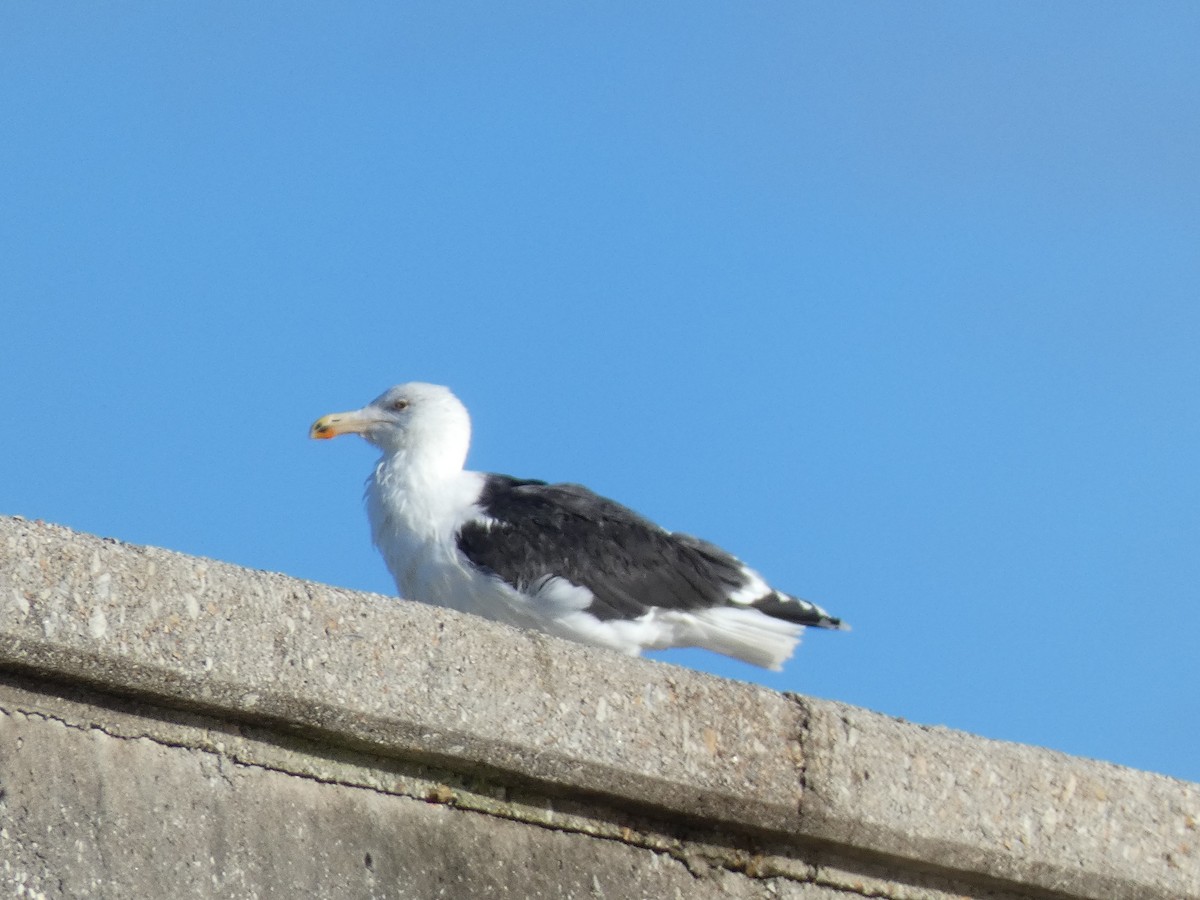 Great Black-backed Gull - ML516747251