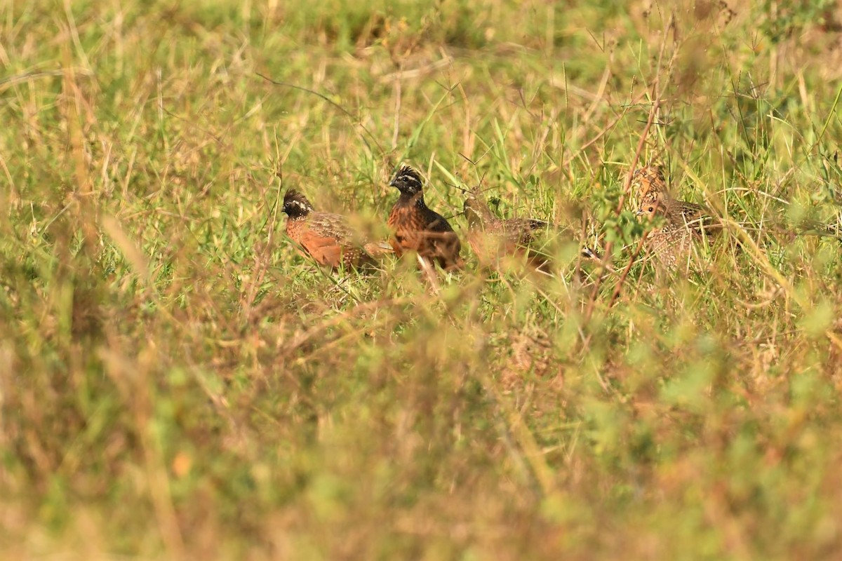 Northern Bobwhite (Masked) - Thibaut RIVIERE