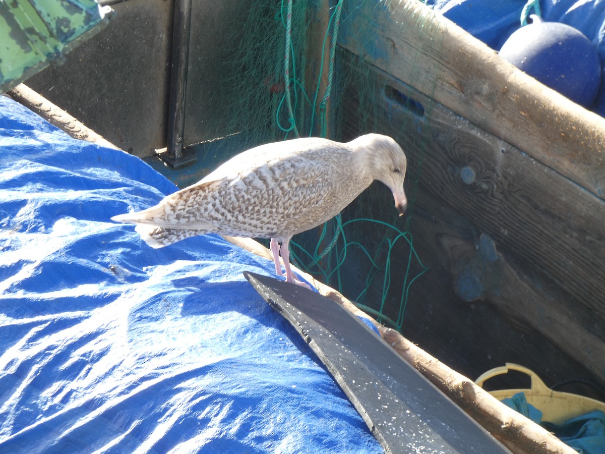 Мөсний цахлай - ML516747421