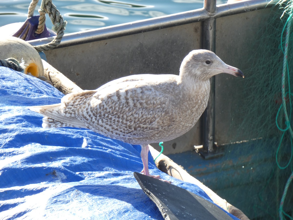 Мөсний цахлай - ML516747431