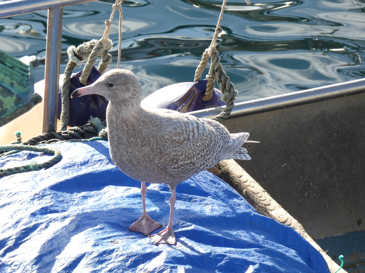 Мөсний цахлай - ML516747441