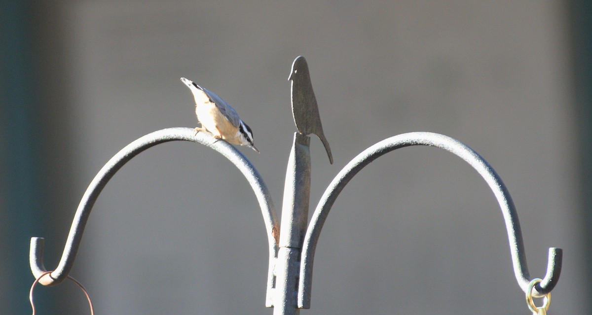 Red-breasted Nuthatch - ML516747951