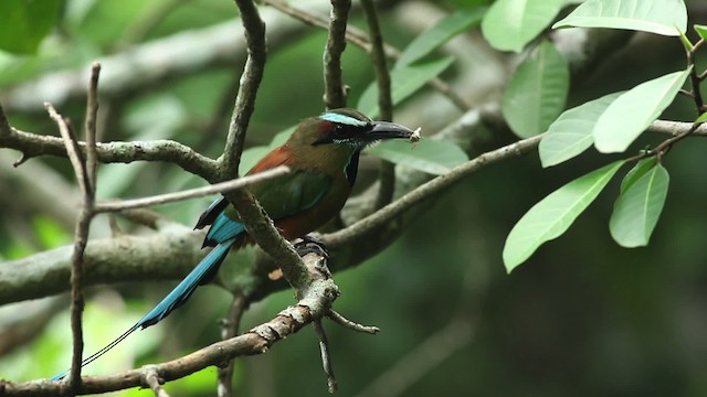 Turquoise-browed Motmot - ML516748