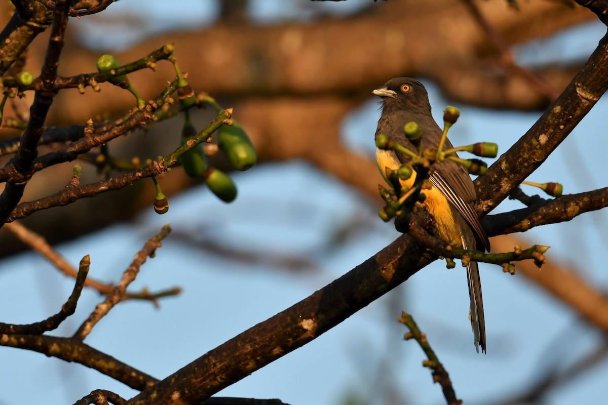 trogon žlutobřichý - ML516748091